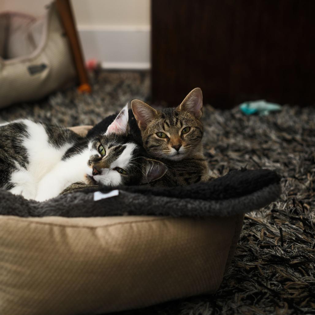 Enlarge Copper (OMB), a Adoptable Domestic Short Hair in Charlotte, NC image 6/6