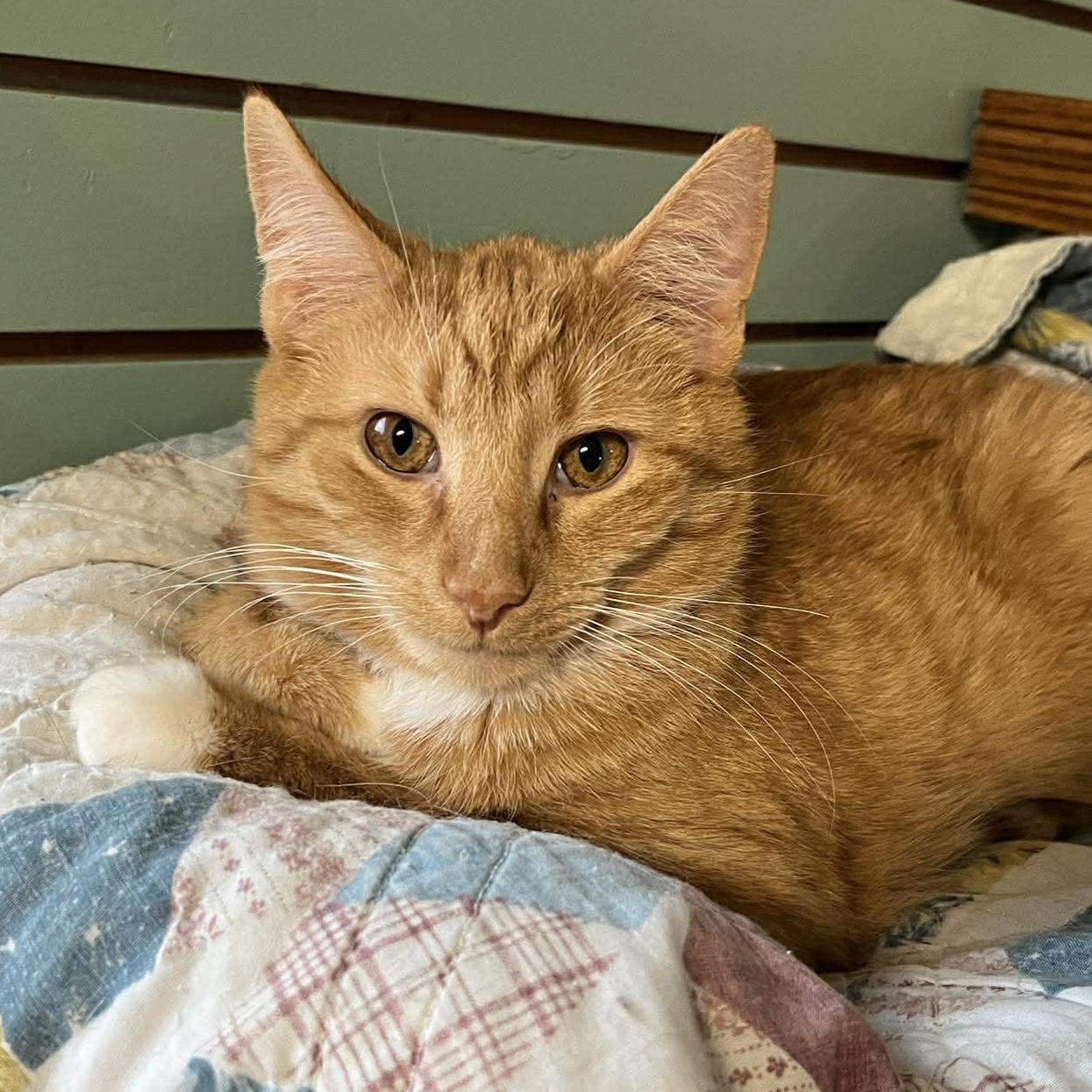 Mike Hannigan, a ADOPTABLE mixed breed in Shippenville, PA image 1/6