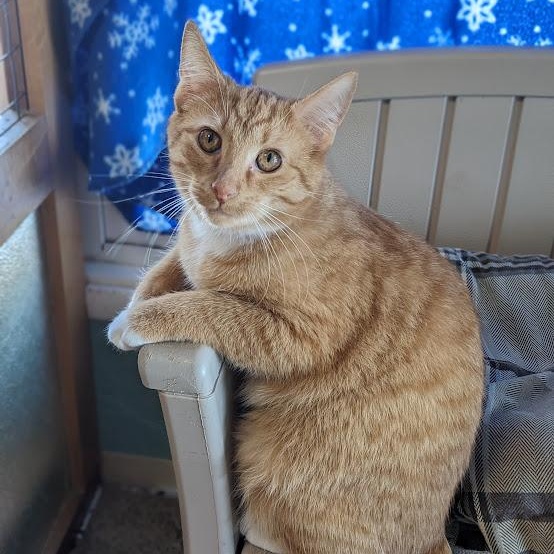 Mike Hannigan, a ADOPTABLE mixed breed in Shippenville, PA image 3/6