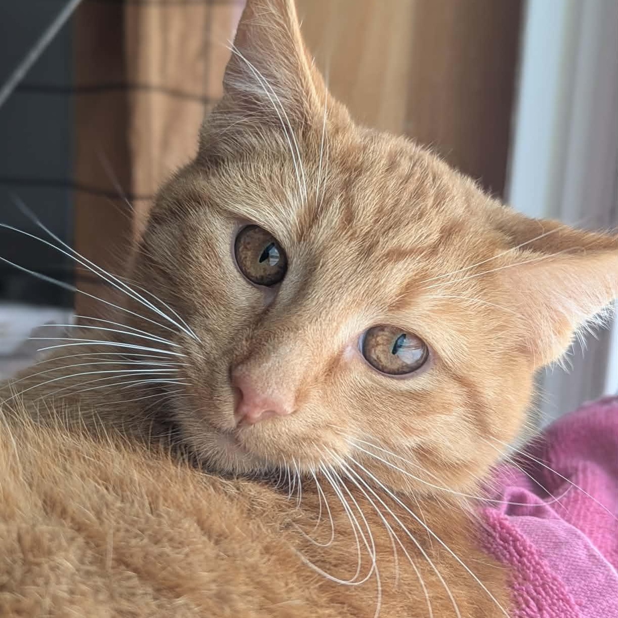 Enlarge Mike Hannigan, a ADOPTABLE mixed breed in Shippenville, PA image 1/6