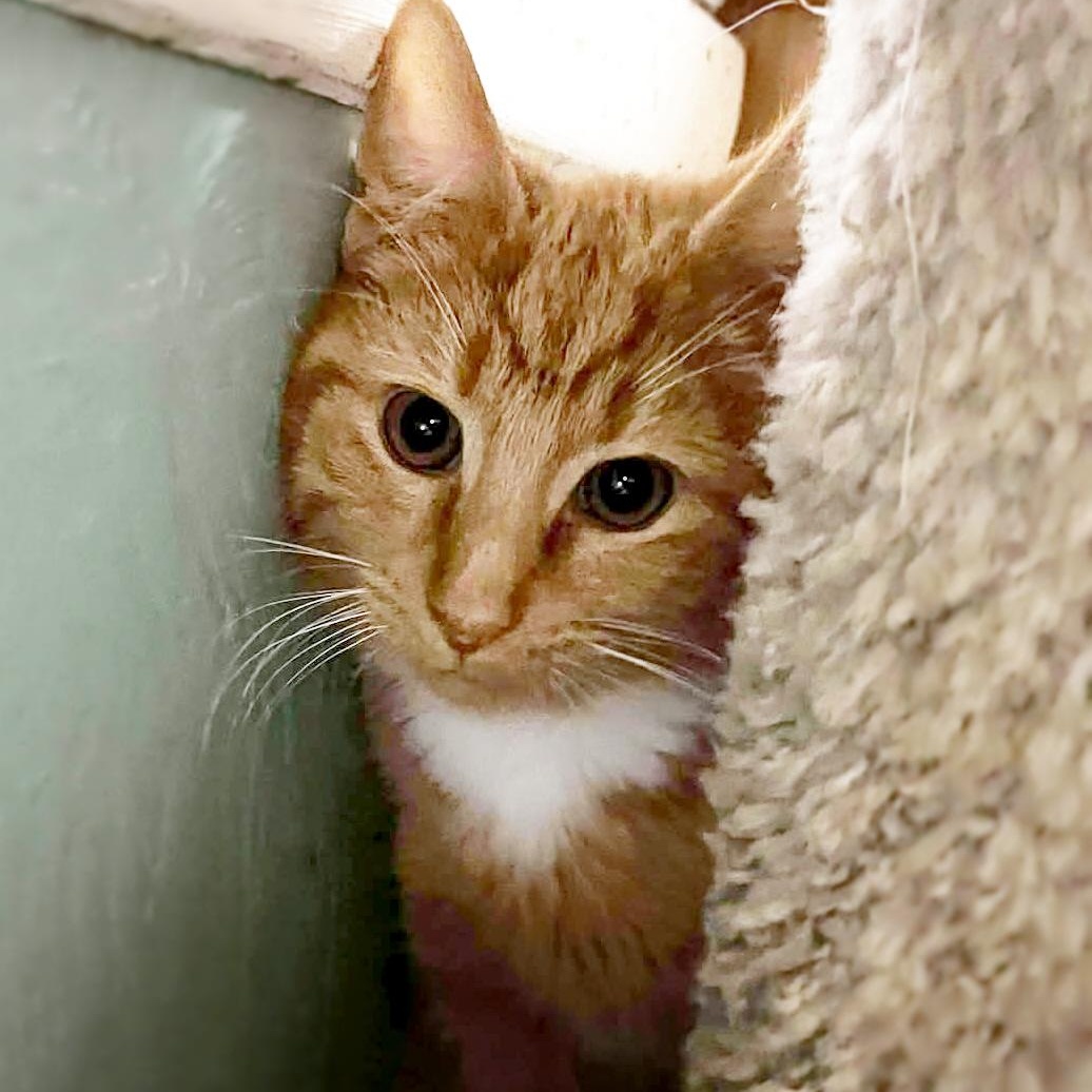 Enlarge Mike Hannigan, a ADOPTABLE mixed breed in Shippenville, PA image 3/6