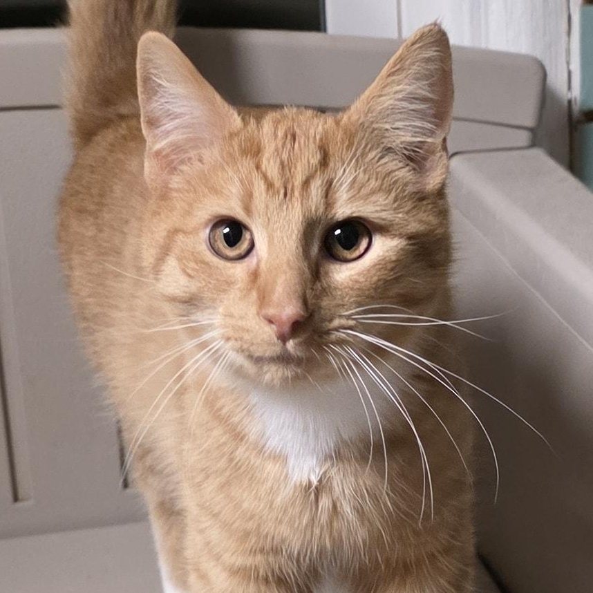 Mike Hannigan, a ADOPTABLE mixed breed in Shippenville, PA image 2/6