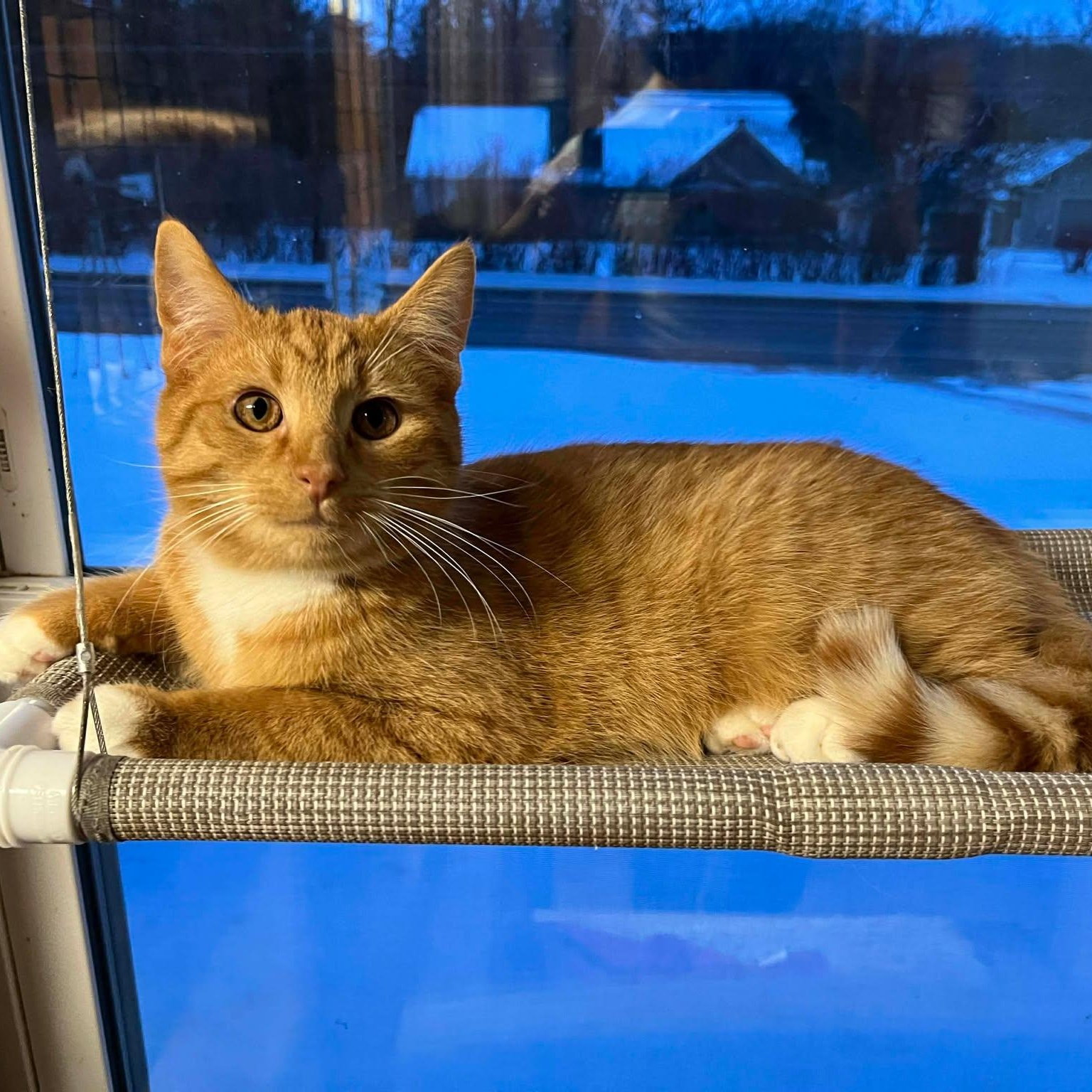 Enlarge Mike Hannigan, a ADOPTABLE mixed breed in Shippenville, PA image 5/6