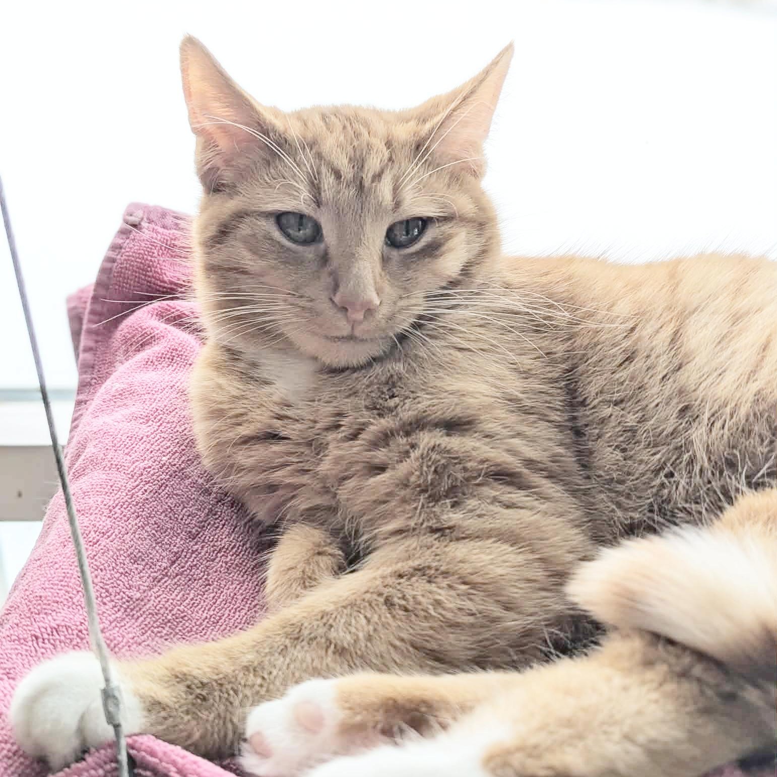 Enlarge Mike Hannigan, a ADOPTABLE mixed breed in Shippenville, PA image 6/6