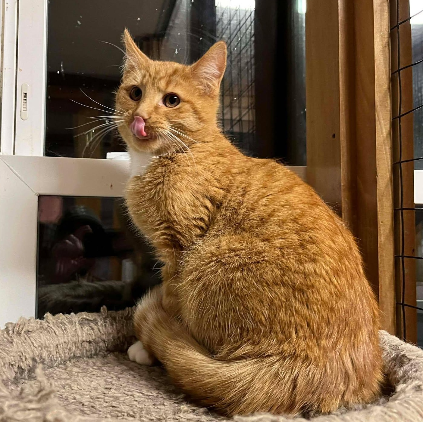 Enlarge Mike Hannigan, a ADOPTABLE mixed breed in Shippenville, PA image 4/6