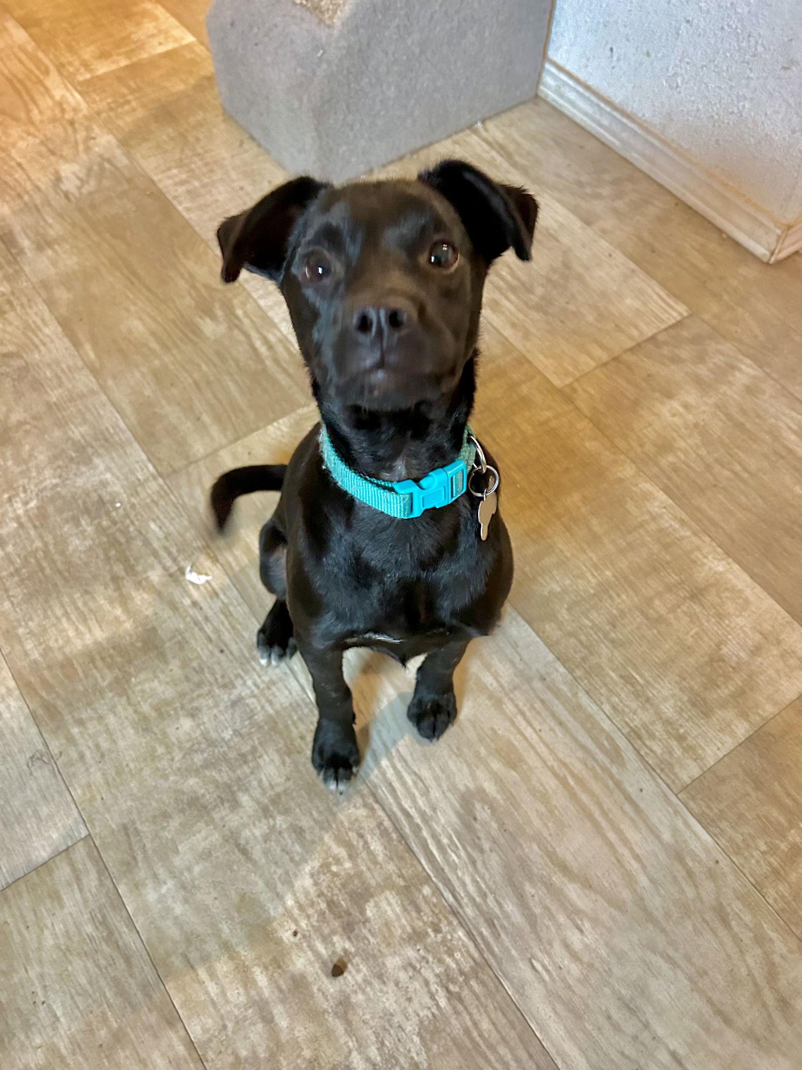 Ezra, Adoptable, Young Male Labrador Retriever & Terrier.
