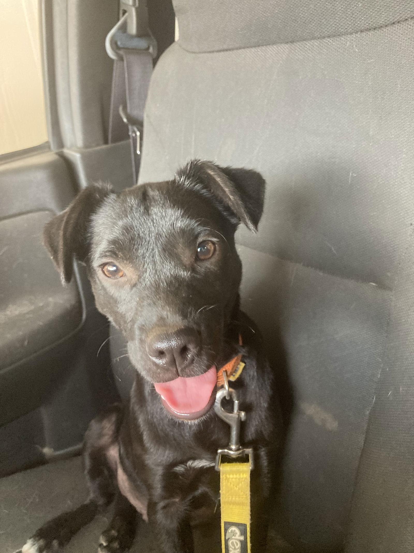 Ezra, a Adoptable mixed breed in San Diego, CA image 2/3