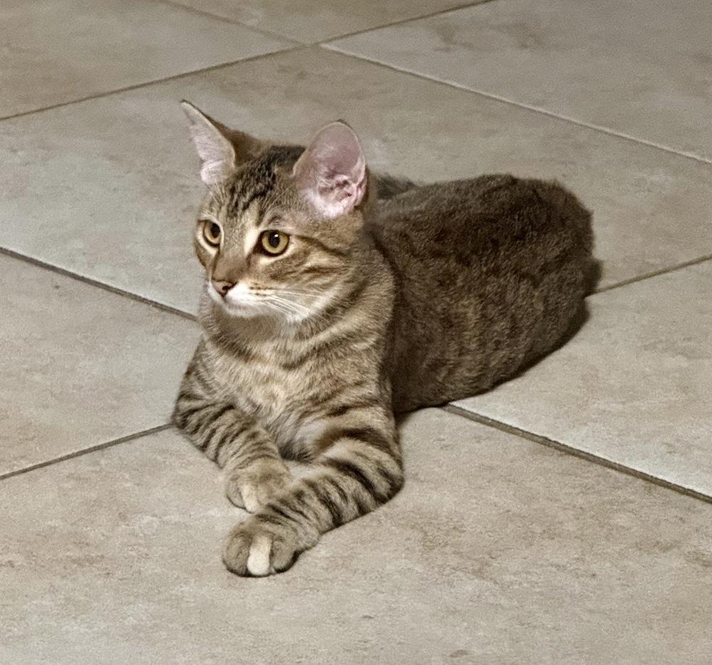 Tiger Lily, Adoptable, Young Female Domestic Short Hair & Tabby.