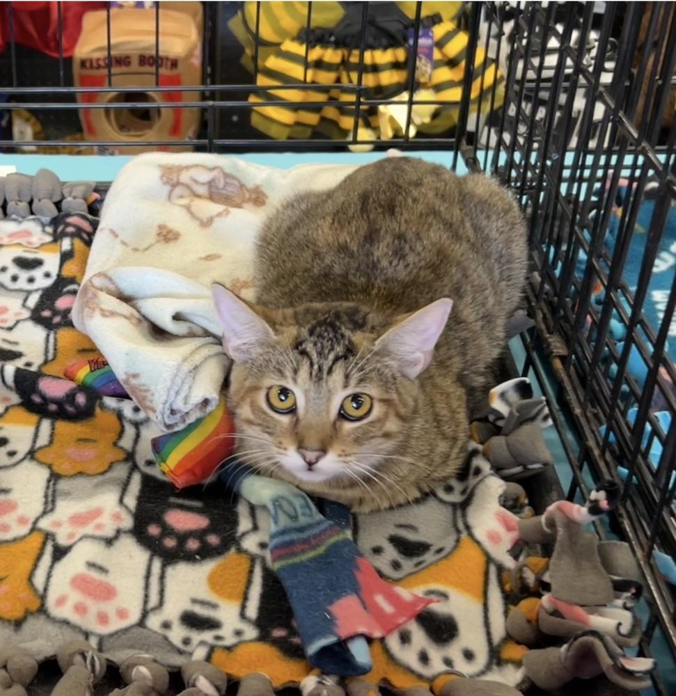 Enlarge Tiger Lily, a Adoptable mixed breed in Gardena, CA image 2/6