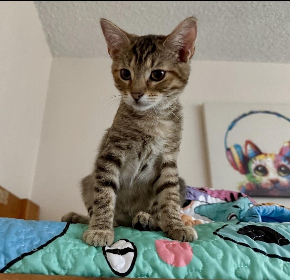 Enlarge Tiger Lily, a Adoptable mixed breed in Gardena, CA image 3/6