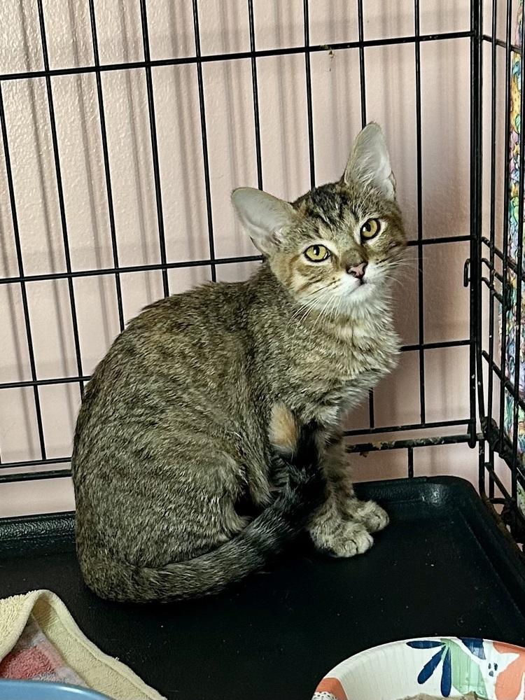 Enlarge Tiger Lily, a Adoptable mixed breed in Gardena, CA image 5/6