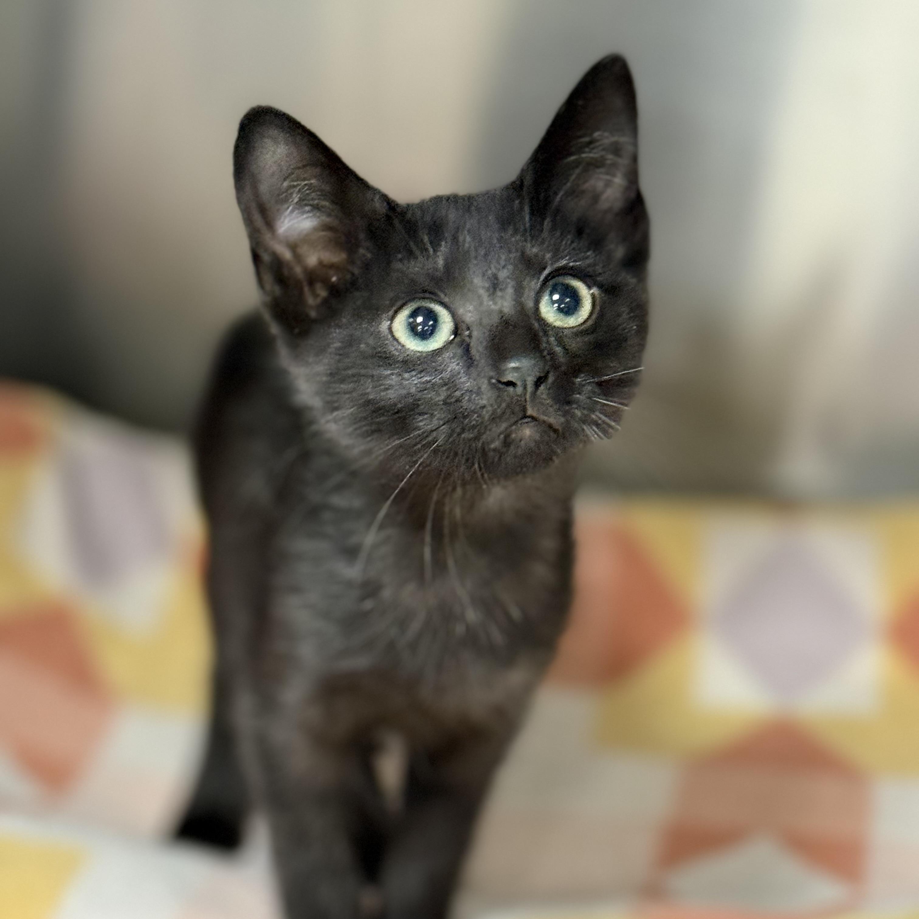Bumblebee, adopted, Young Female Domestic Short Hair.