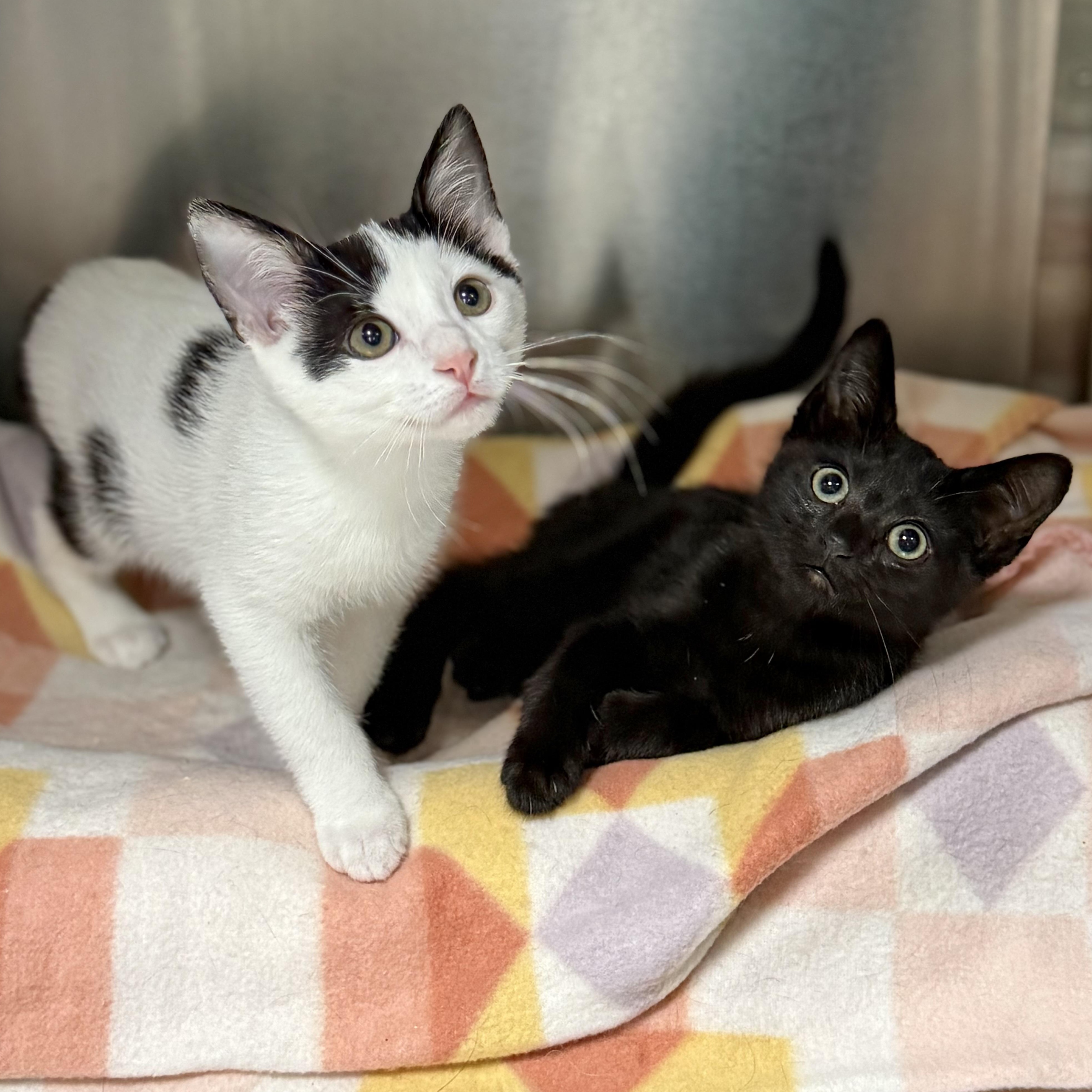 Bumblebee, an adopted Domestic Short Hair in Collierville, TN image 3/3