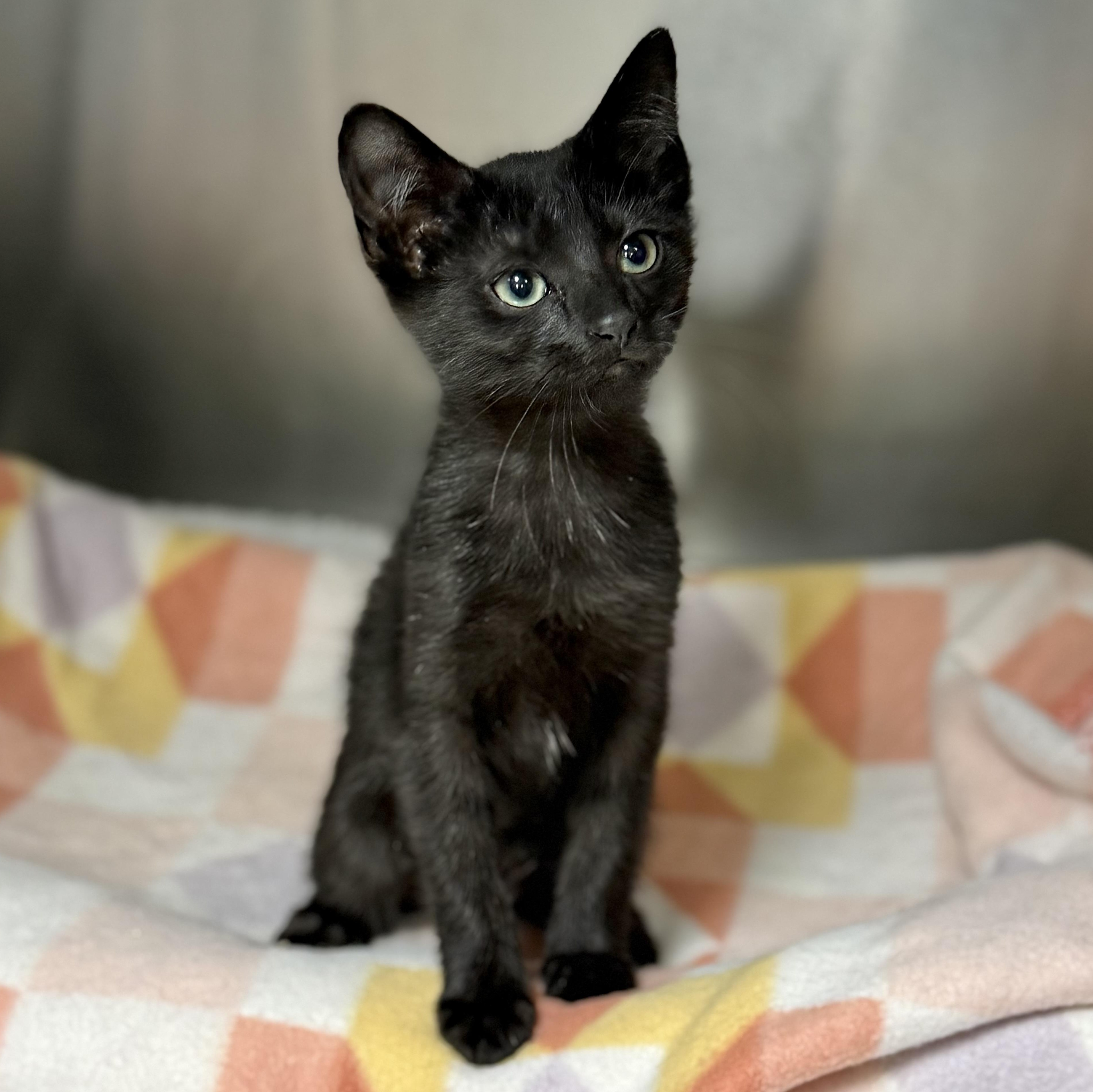 Bumblebee, an adopted Domestic Short Hair in Collierville, TN image 2/3