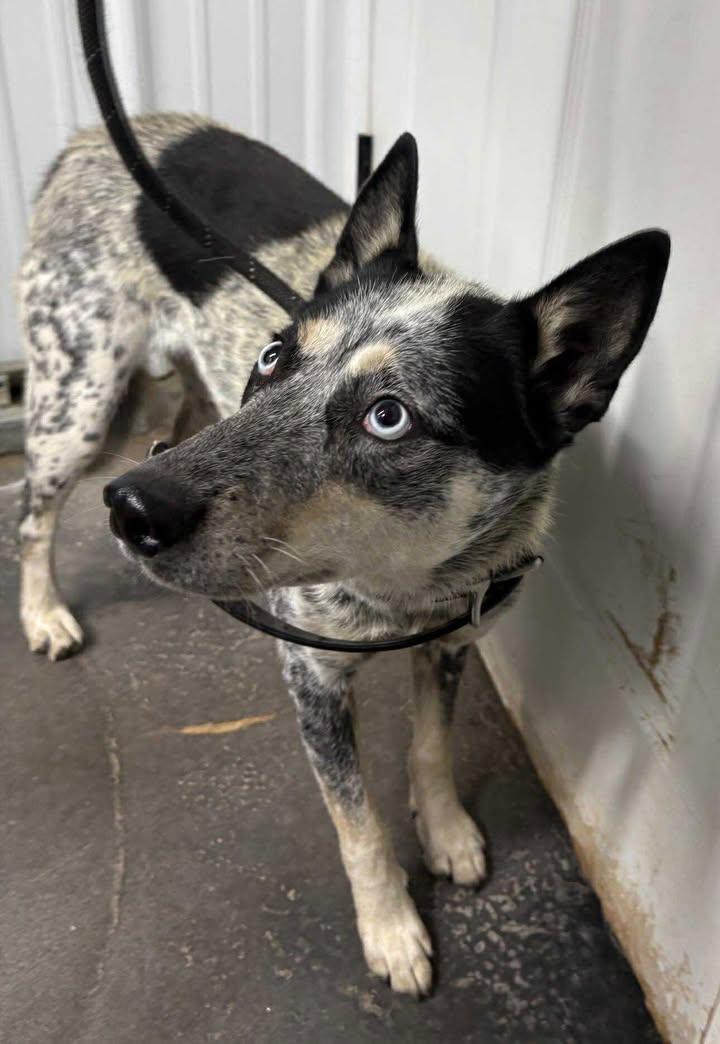 Patunia, adoptable, Adult Female Australian Cattle Dog / Blue Heeler.