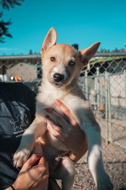 Quartz, a ADOPTABLE Mixed Breed in Missoula, MT image 2/2