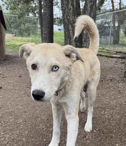 Quartz, ADOPTABLE, Young Male Mixed Breed.