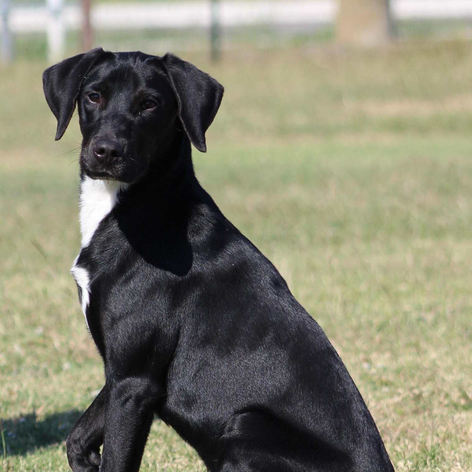 Enlarge Lil' Bit, an adoptable mixed breed in Temple, TX image 1/4