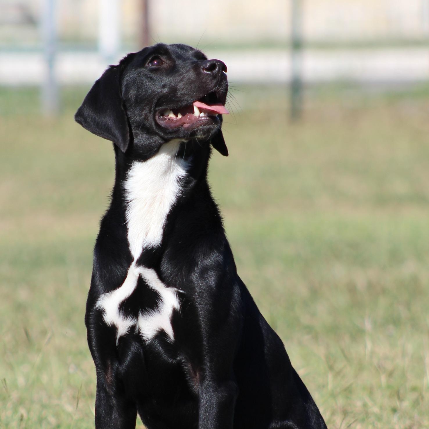 Enlarge Lil' Bit, an adoptable mixed breed in Temple, TX image 2/4