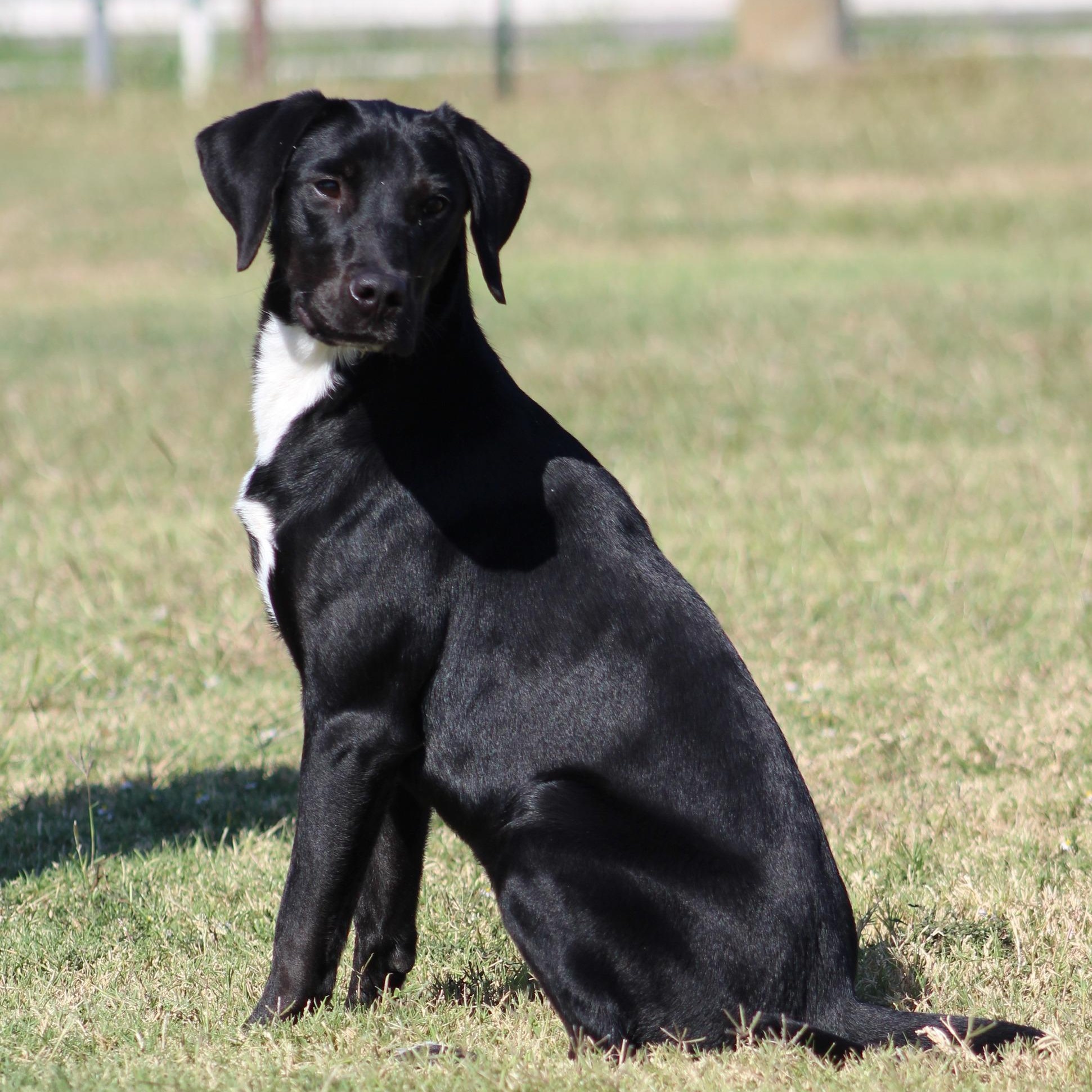 Enlarge Lil' Bit, an adoptable mixed breed in Temple, TX image 3/4