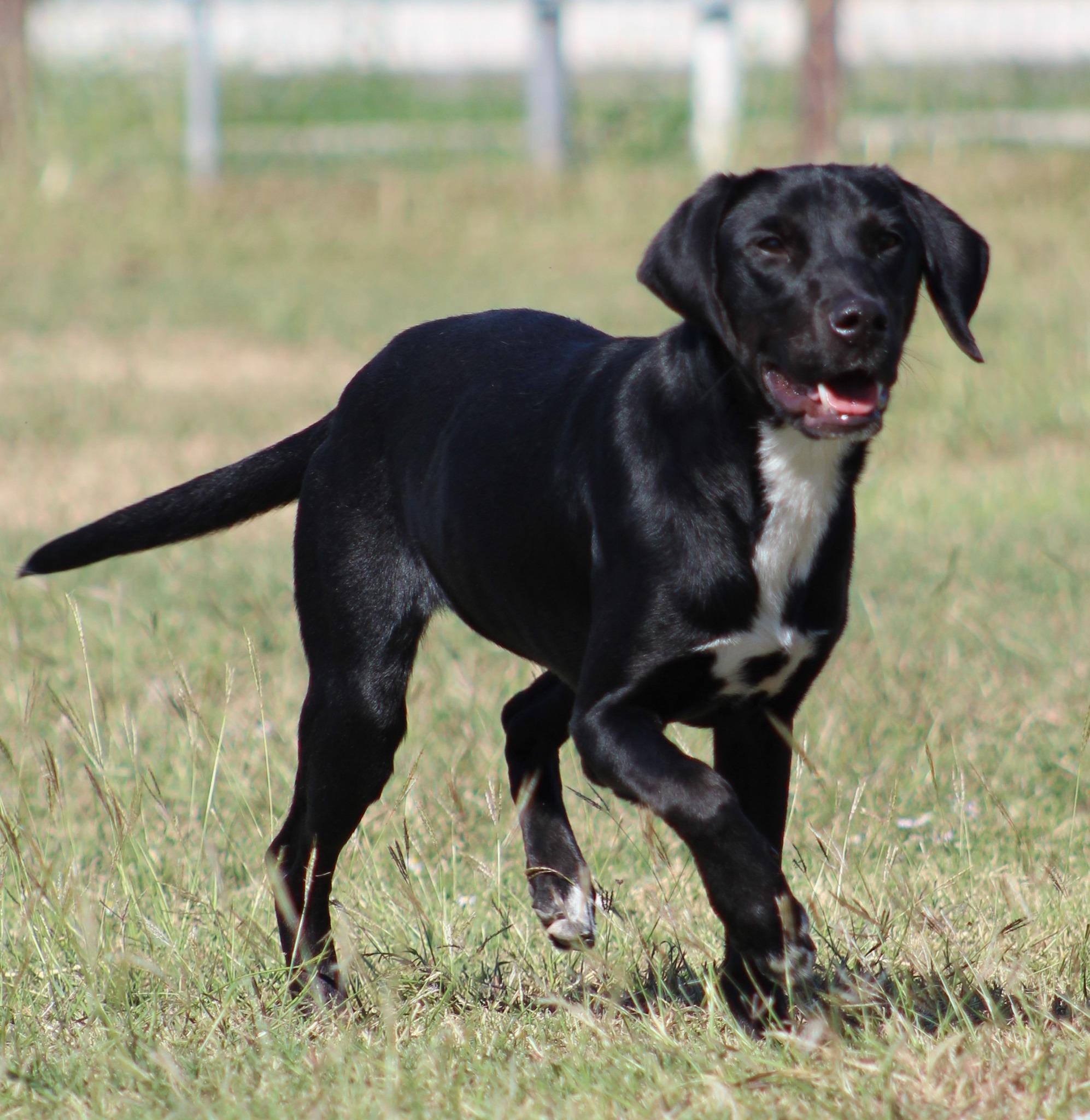 Enlarge Lil' Bit, an adoptable mixed breed in Temple, TX image 4/4