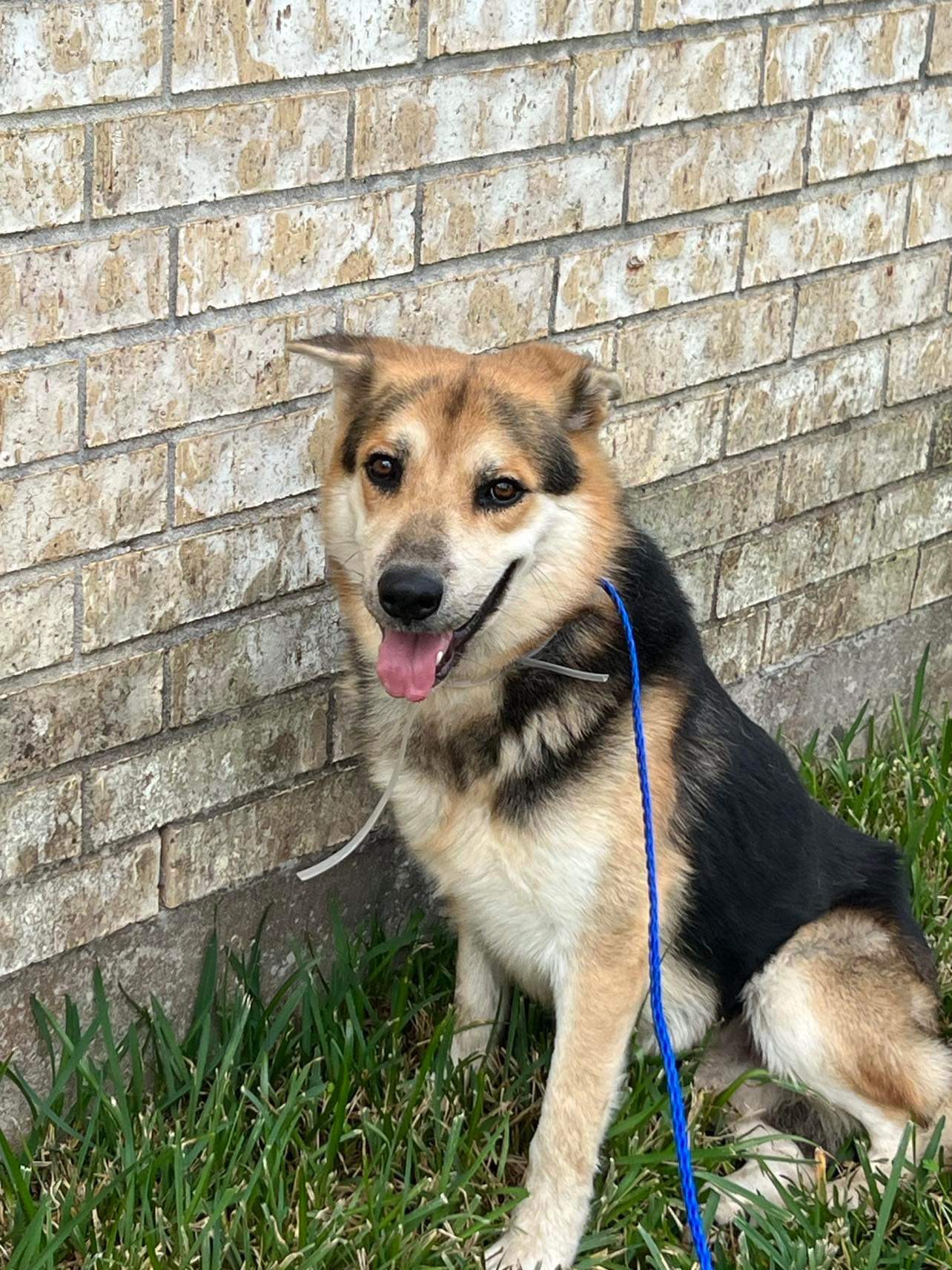 Derek, a Adoptable German Shepherd Dog in fennville, MI image 3/3