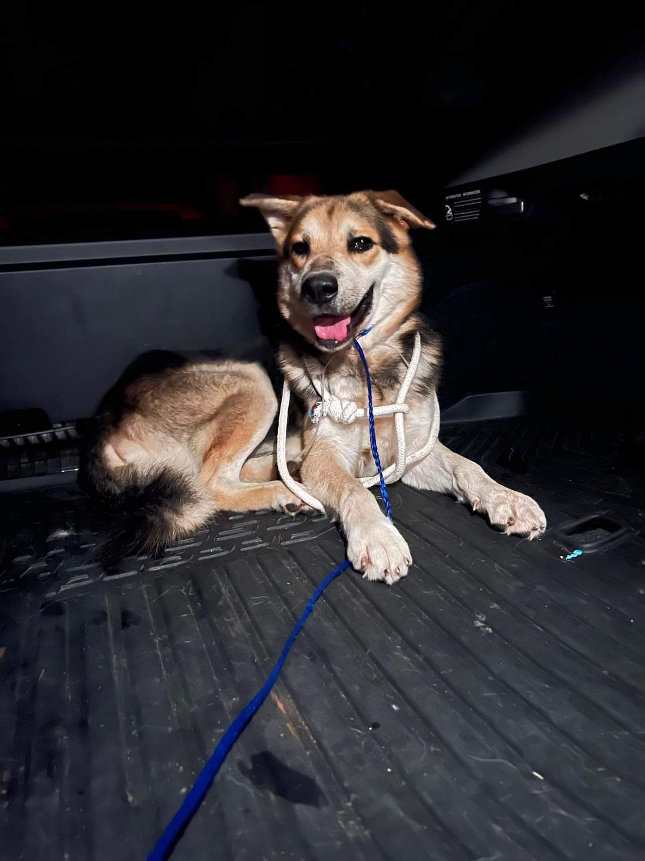 Derek, a Adoptable German Shepherd Dog in fennville, MI image 2/3