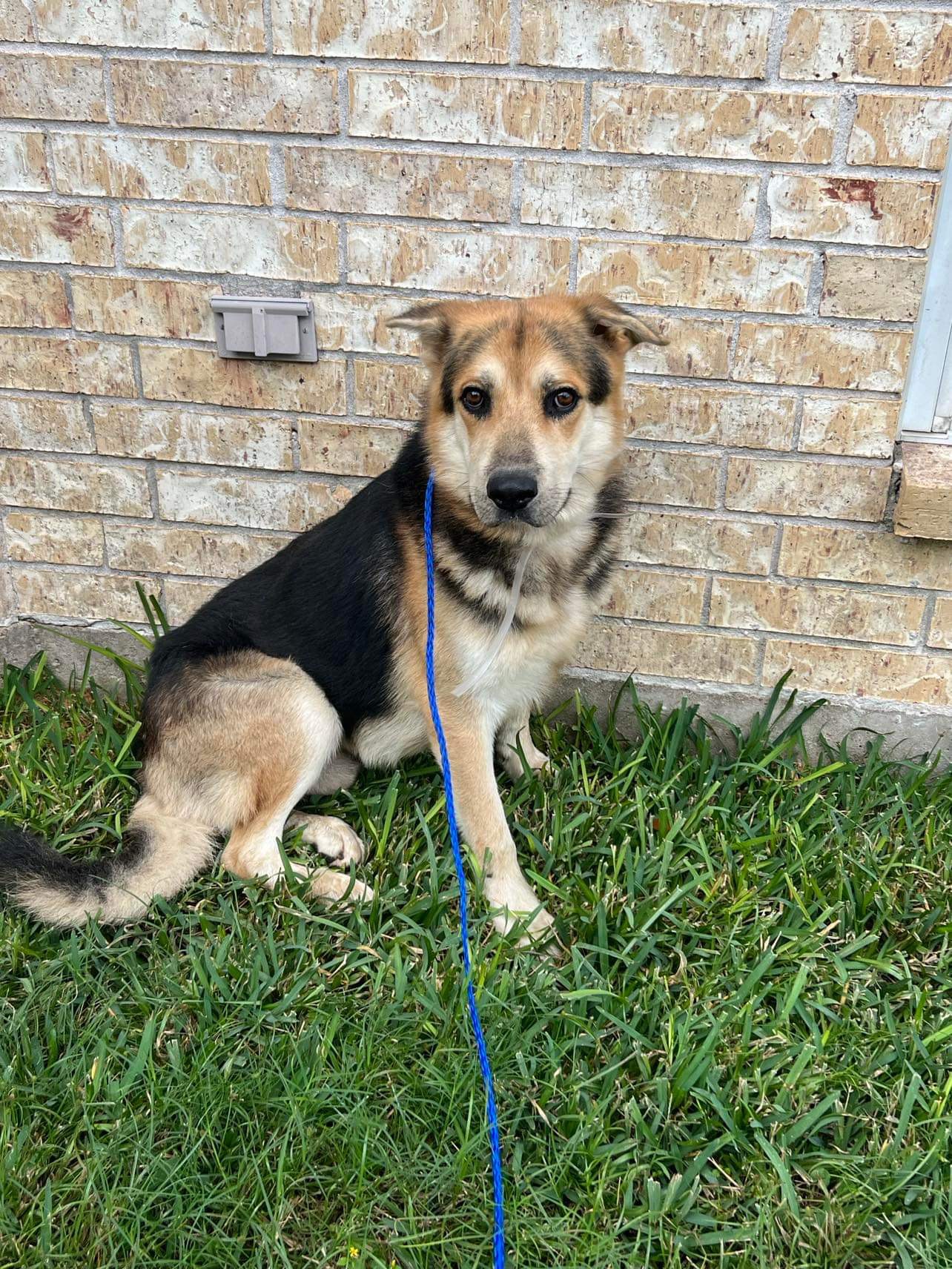 Derek, Adoptable, Adult Male German Shepherd Dog.