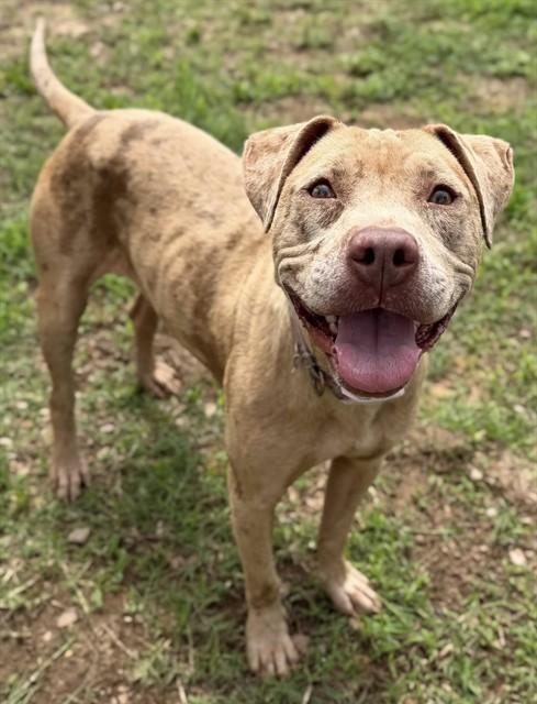 VANELLOPE, Adoptable, Adult Female Pit Bull Terrier.