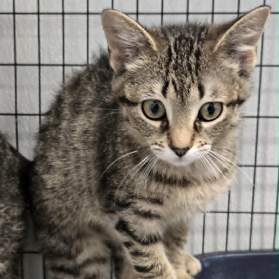 Enlarge Dani, an adopted Domestic Short Hair in Watertown, WI image 1/1