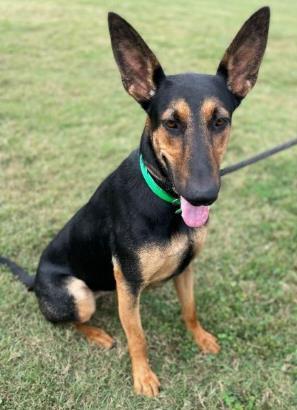 Enlarge Lucky day, a Adoptable mixed breed in Cincinnati, OH image 1/1