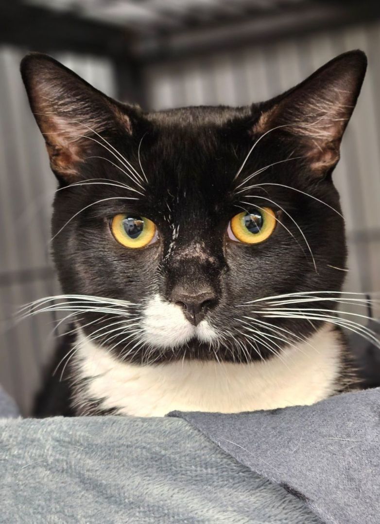 Jonas, an adopted Domestic Short Hair in Florenceville, NB_image-1