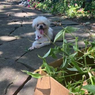 K-Zeppelin, Adoptable, Adult Male Mixed Breed.