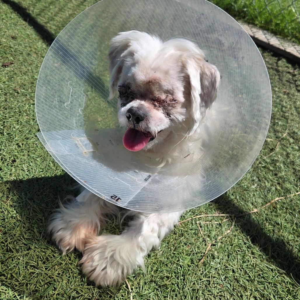 Enlarge K-Zeppelin, a Adoptable Mixed Breed in Tulsa, OK image 2/6