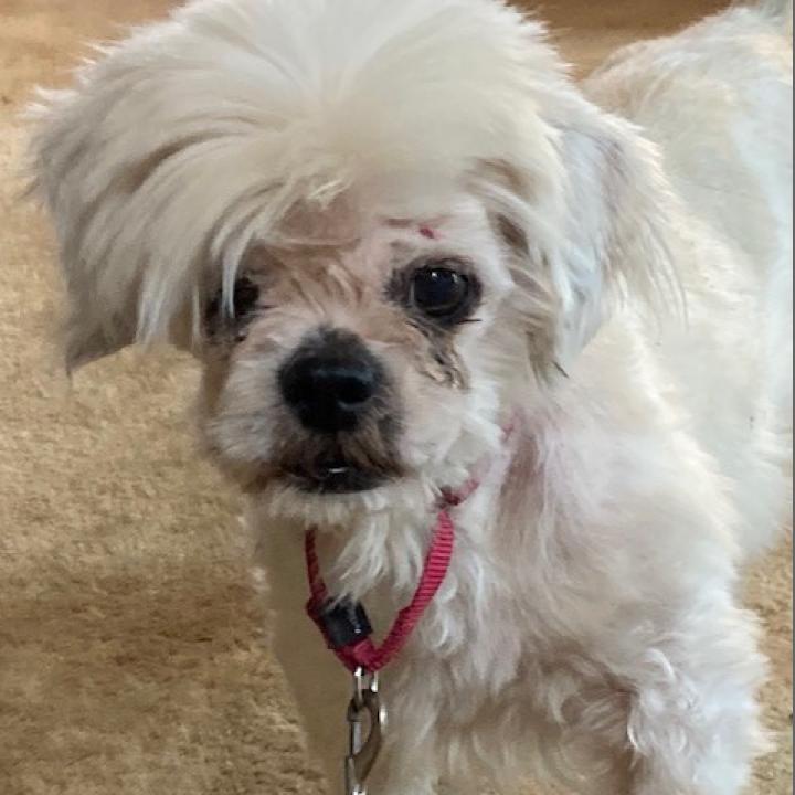 Enlarge K-Zeppelin, a Adoptable Mixed Breed in Tulsa, OK image 3/6