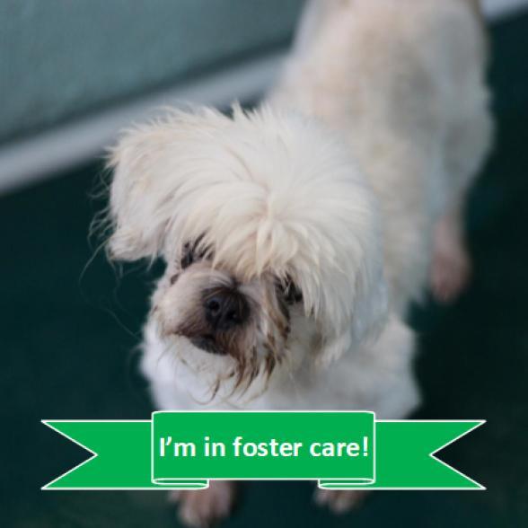 Enlarge K-Zeppelin, a Adoptable Mixed Breed in Tulsa, OK image 4/6