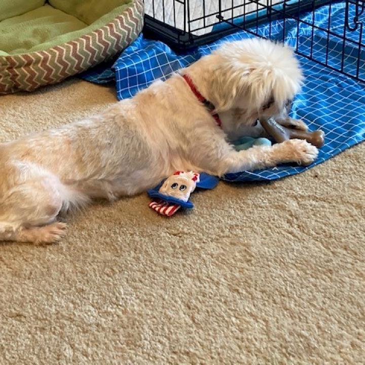 Enlarge K-Zeppelin, a Adoptable Mixed Breed in Tulsa, OK image 5/6