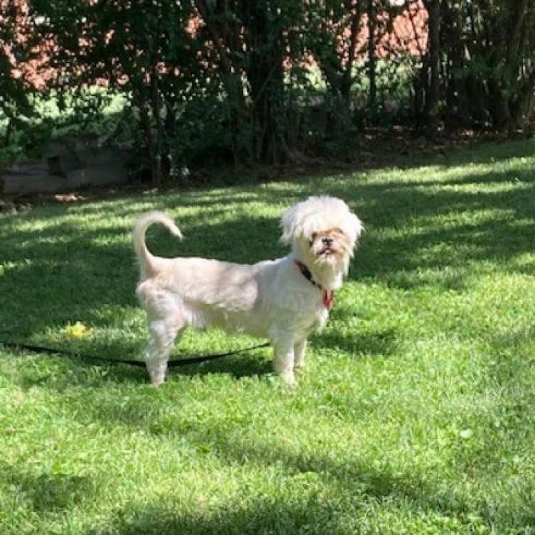 Enlarge K-Zeppelin, a Adoptable Mixed Breed in Tulsa, OK image 6/6