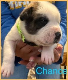 Chance, Adoptable, Puppy Male American Bulldog & Shepherd.