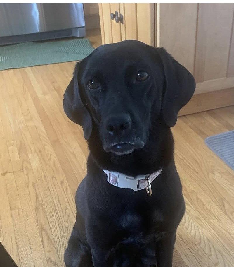 Frankee, Adopted, Puppy Female Labrador Retriever.