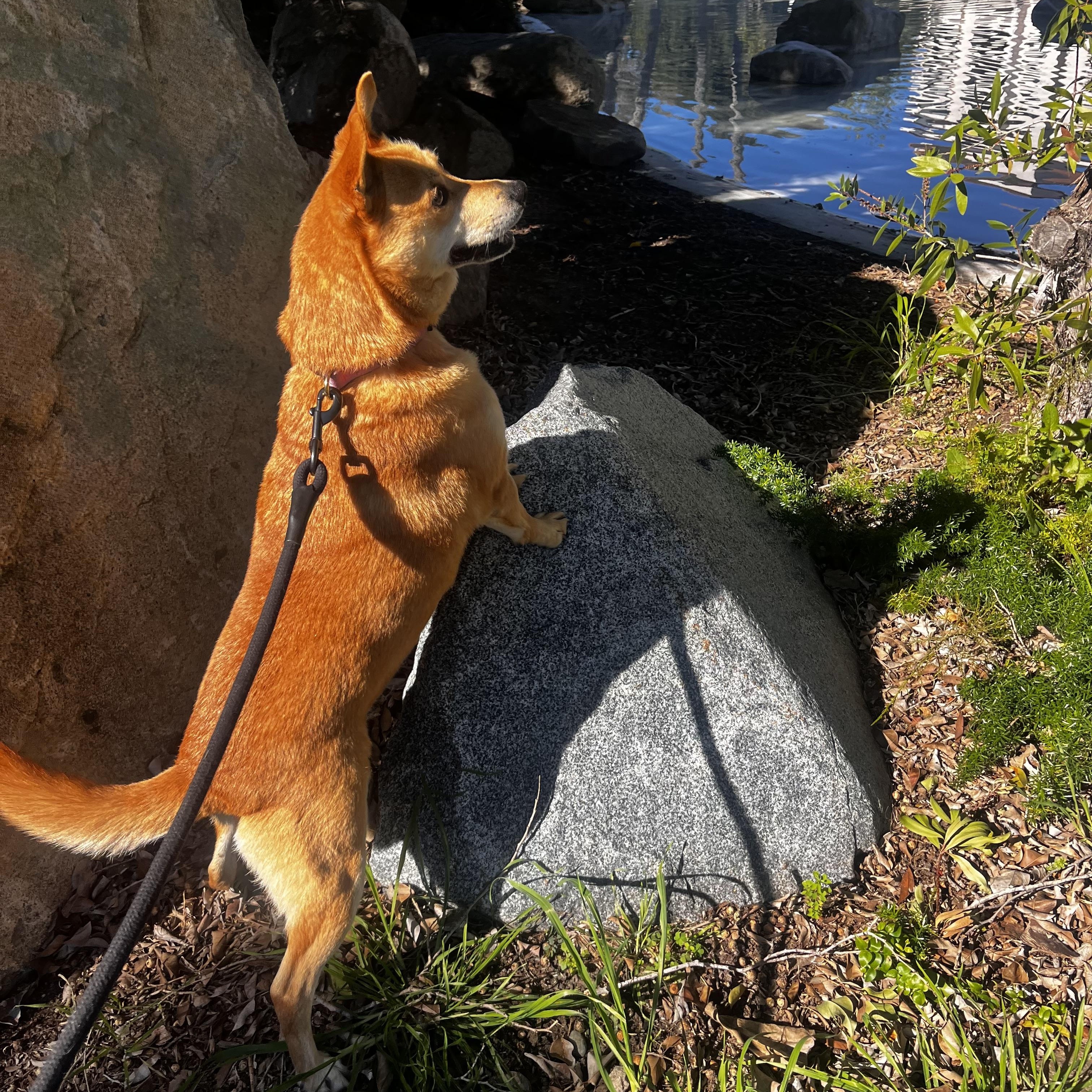 Enlarge Juanita, an adopted mixed breed in San Diego, CA image 6/6