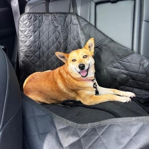 Enlarge Juanita, an adopted mixed breed in San Diego, CA image 1/6