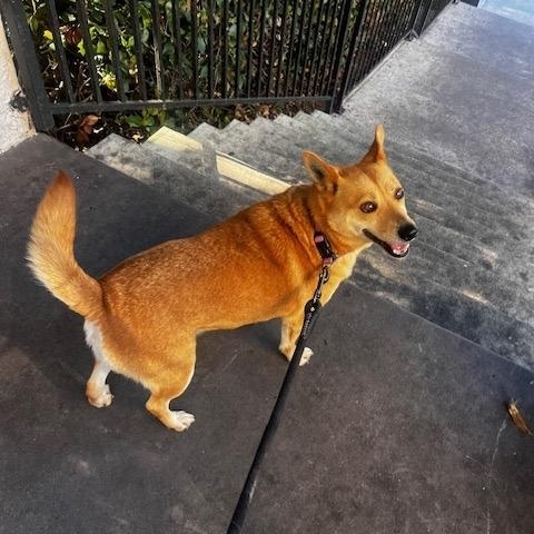 Enlarge Juanita, an adopted mixed breed in San Diego, CA image 4/6