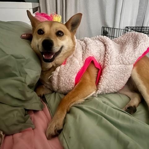 Enlarge Juanita, an adopted mixed breed in San Diego, CA image 3/6