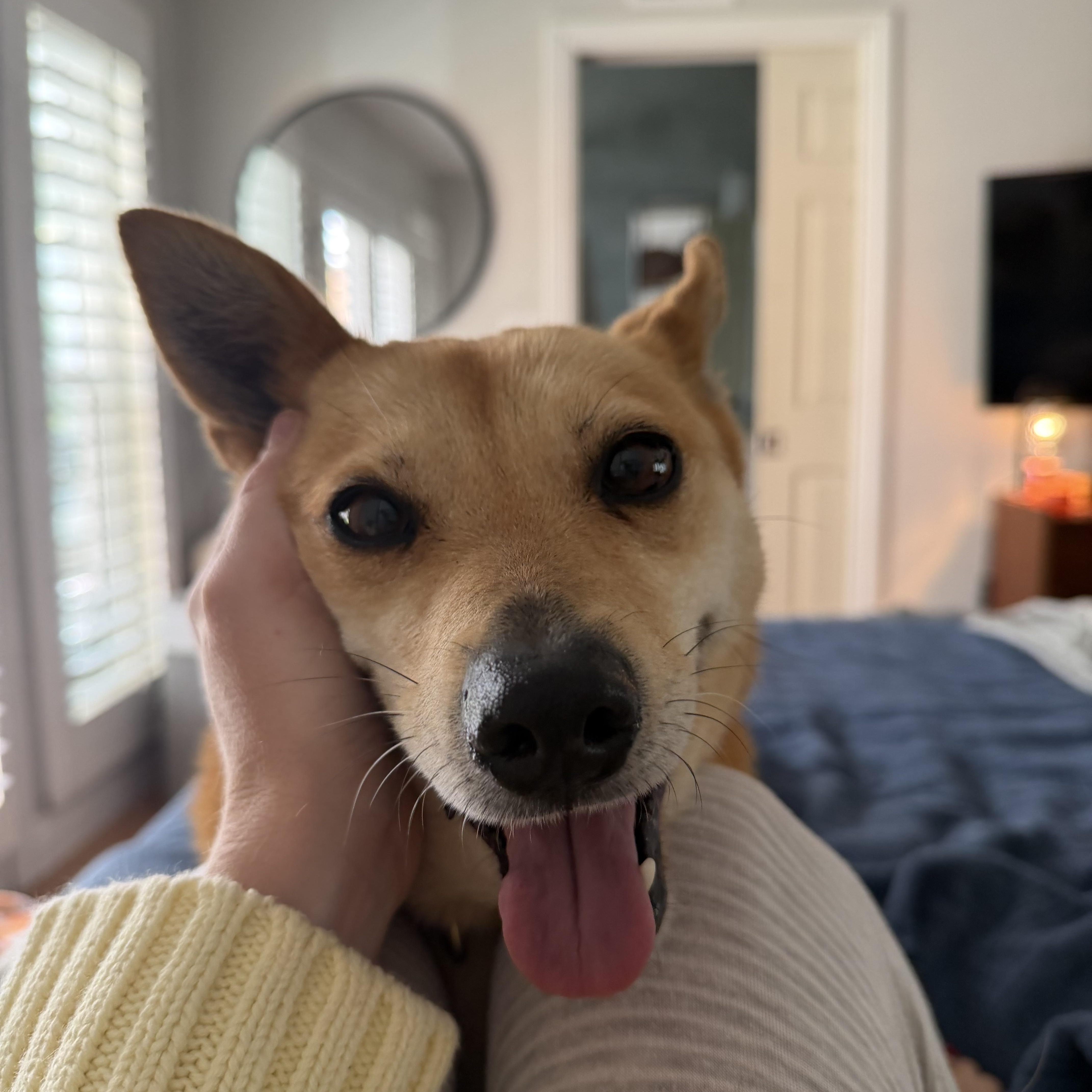 Enlarge Juanita, an adopted mixed breed in San Diego, CA image 2/6