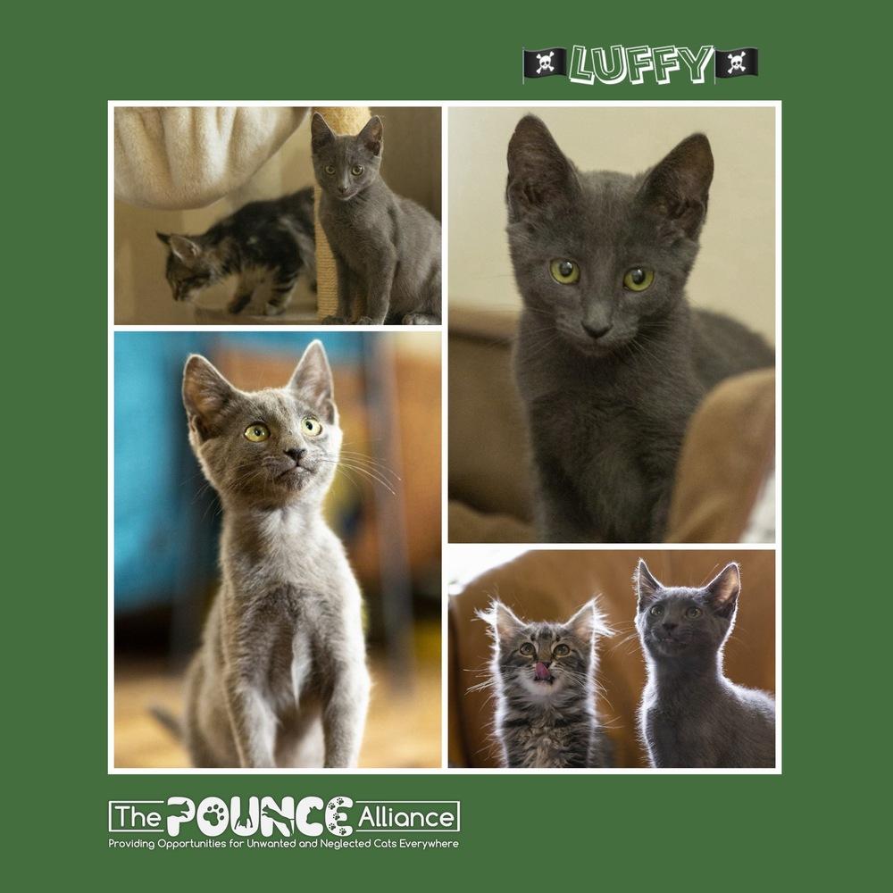 Luffy, Adoptable, Kitten Male Domestic Short Hair.