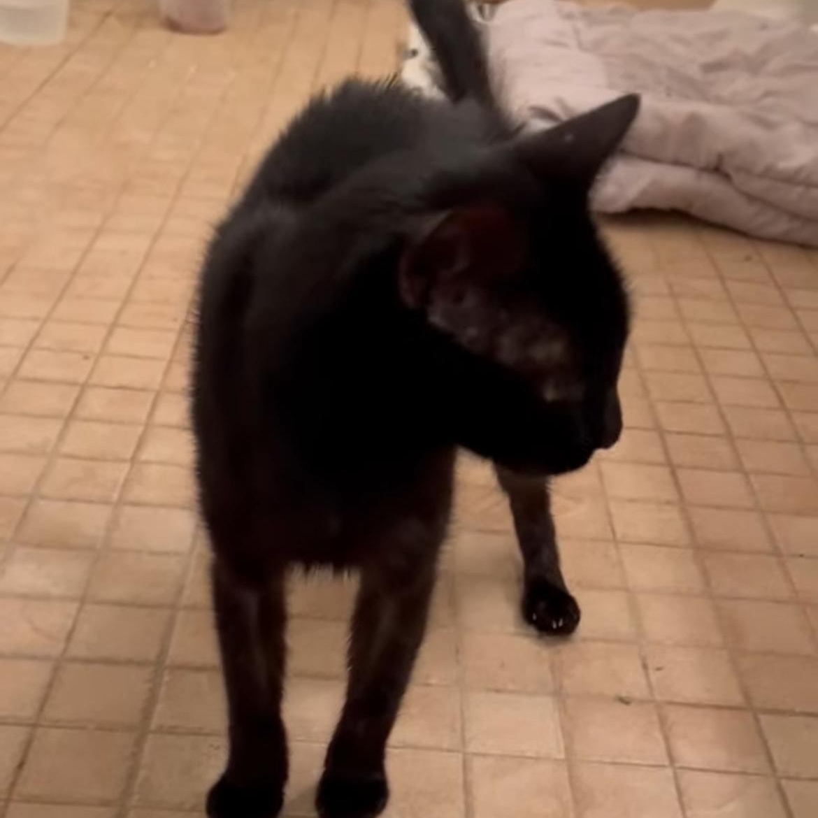 Enlarge Susie F 2 YO, a Adoptable Domestic Short Hair in West Nyack, NY image 2/3