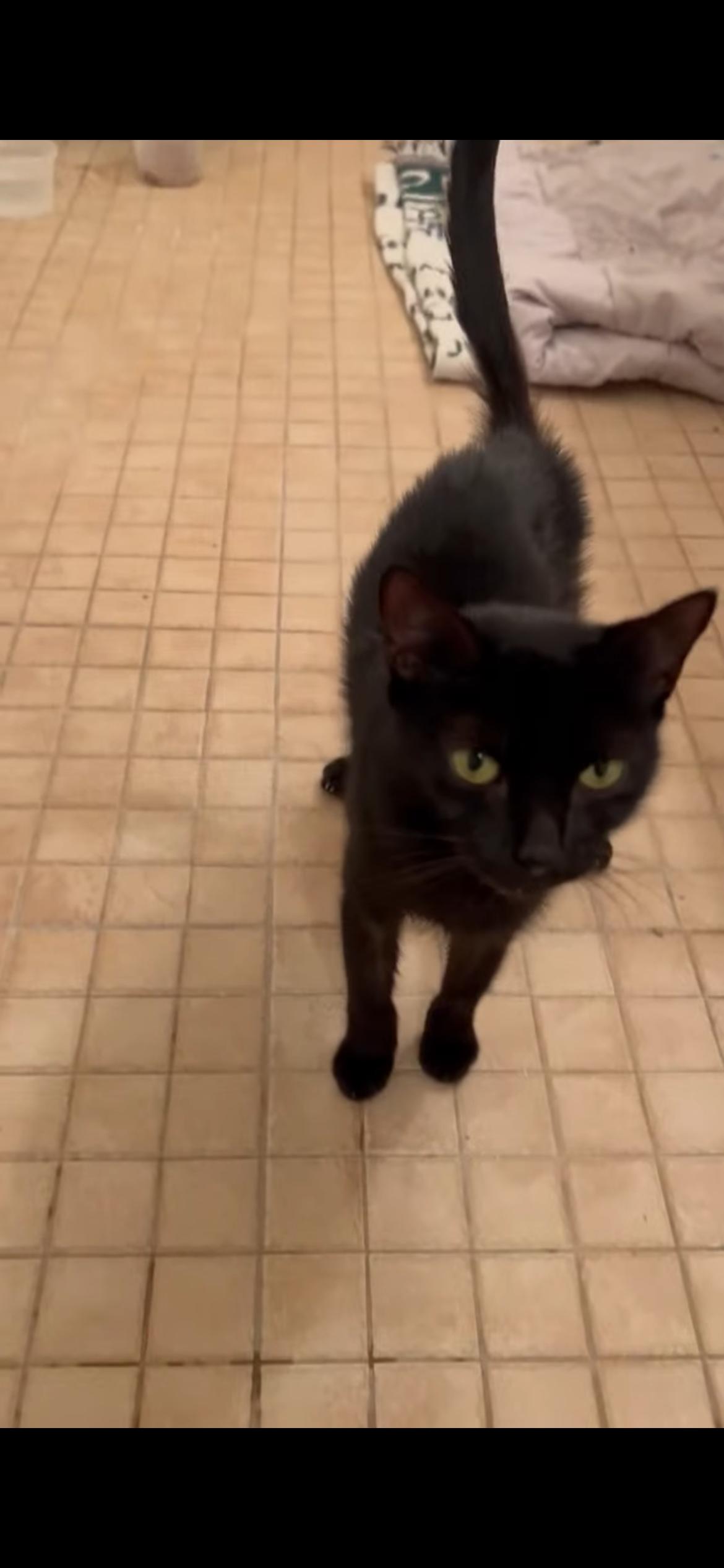 Susie, Adoptable, Adult Female Domestic Short Hair.