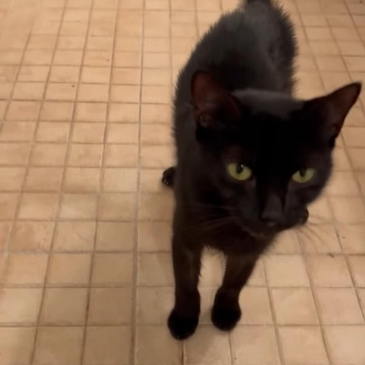 Enlarge Susie F 2 YO, a Adoptable Domestic Short Hair in West Nyack, NY image 1/3