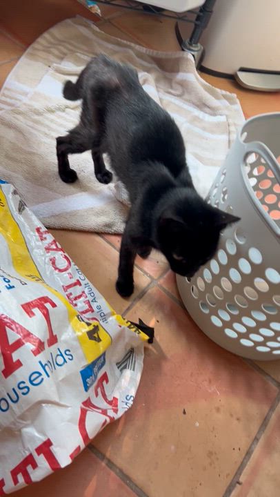 Enlarge Susie F 2 YO, a Adoptable Domestic Short Hair in West Nyack, NY video 3/3